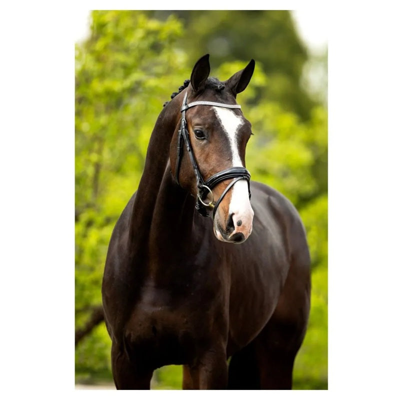 Cabeçada Windermere - Mercado de Luxo - O Maior E-Commerce de Bens, Produtos e Serviços de Luxo do Brasil.