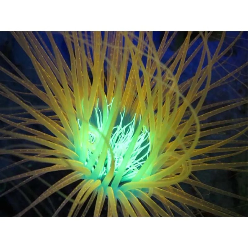 Lanterna Sea Dragon Fluoro Duo Beam - Mercado de Luxo - O Maior E-Commerce de Bens, Produtos e Serviços de Luxo do Brasil.