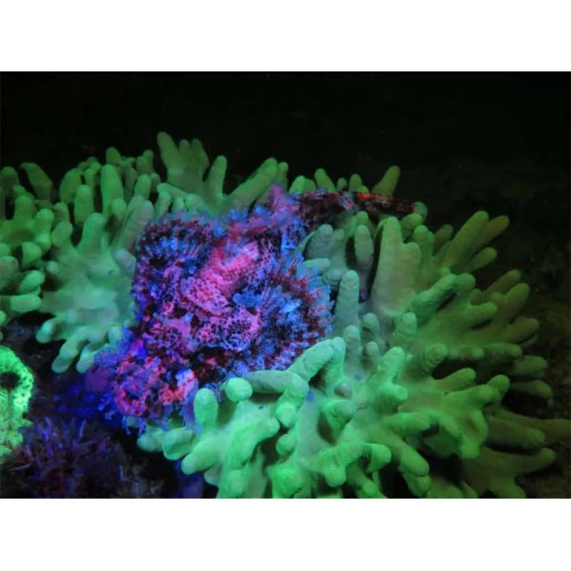 Lanterna Sea Dragon Fluoro Duo Beam - Mercado de Luxo - O Maior E-Commerce de Bens, Produtos e Serviços de Luxo do Brasil.