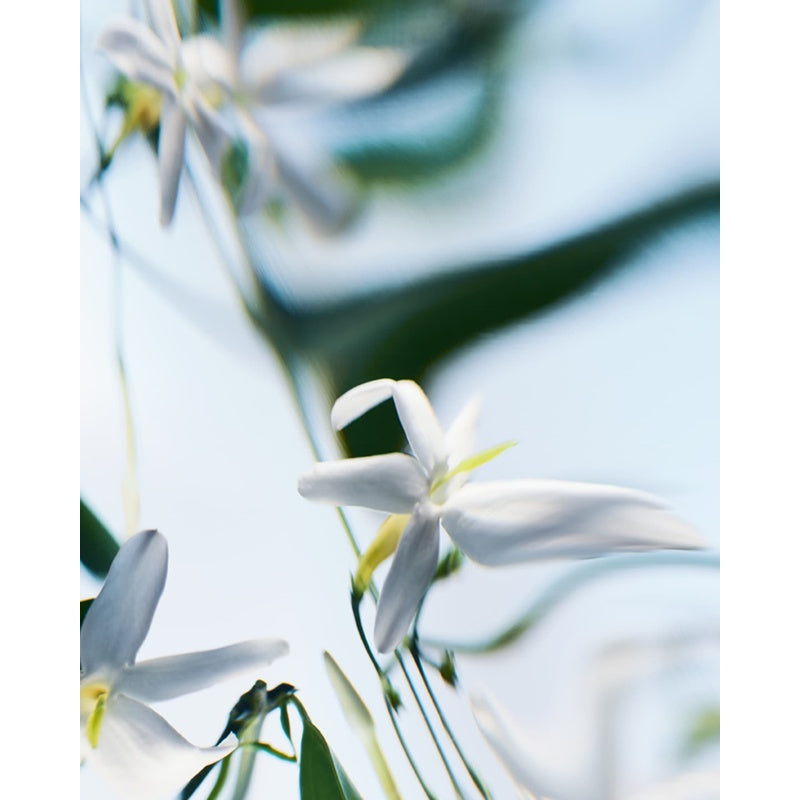 Perfume Blanche Absolu de 50ml Eau De Parfum - Mercado de Luxo - O Maior E-Commerce de Bens, Produtos e Serviços de Luxo do Brasil.