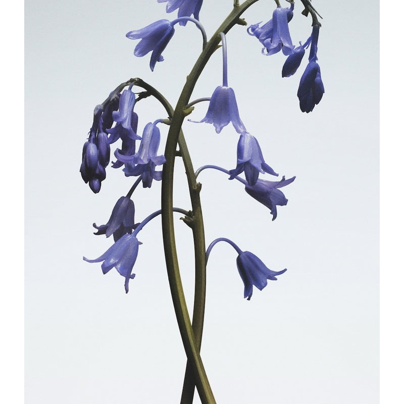 Vela Wild Bluebell Travel 65g - Mercado de Luxo - O Maior E-Commerce de Bens, Produtos e Serviços de Luxo do Brasil.