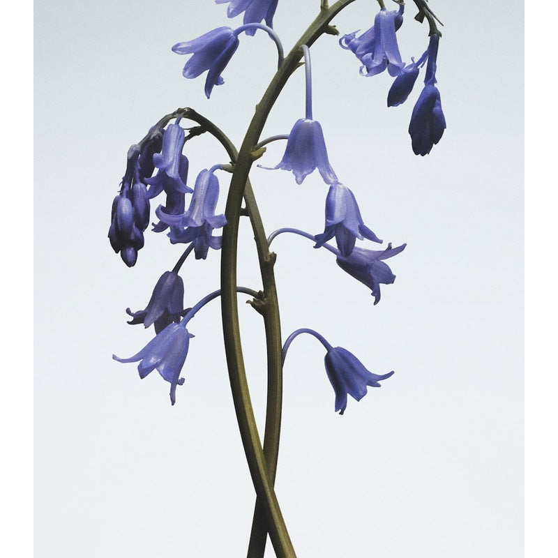 Vela Wild Bluebell Classic 200g - Mercado de Luxo - O Maior E-Commerce de Bens, Produtos e Serviços de Luxo do Brasil.