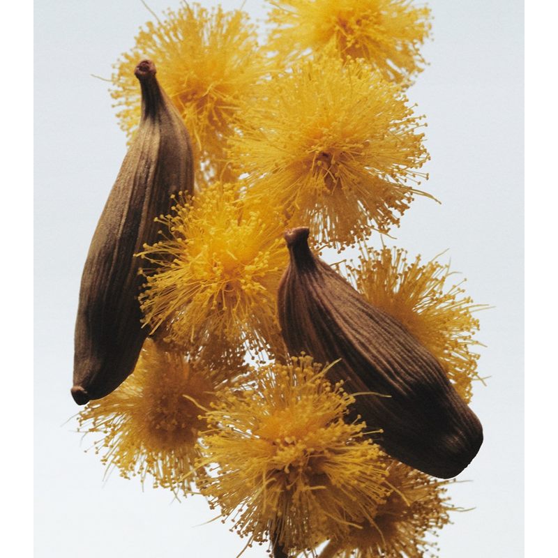 Vela Mimosa & Cardamom Classic 200g - Mercado de Luxo - O Maior E-Commerce de Bens, Produtos e Serviços de Luxo do Brasil.