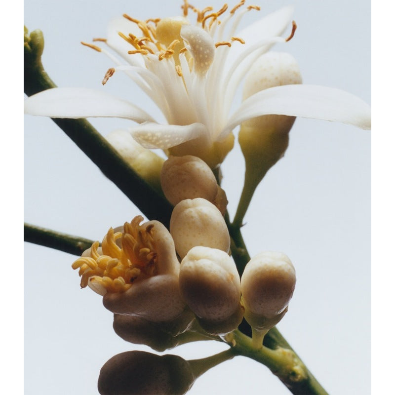 Vela Orange Blossom Classic 200g - Mercado de Luxo - O Maior E-Commerce de Bens, Produtos e Serviços de Luxo do Brasil.