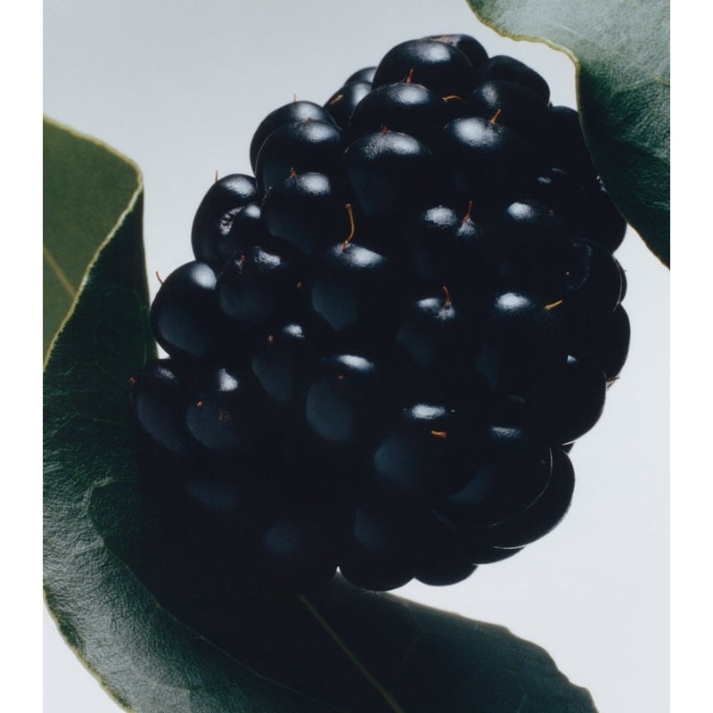 Vela Blackberry & Bay Classic 200g - Mercado de Luxo - O Maior E-Commerce de Bens, Produtos e Serviços de Luxo do Brasil.