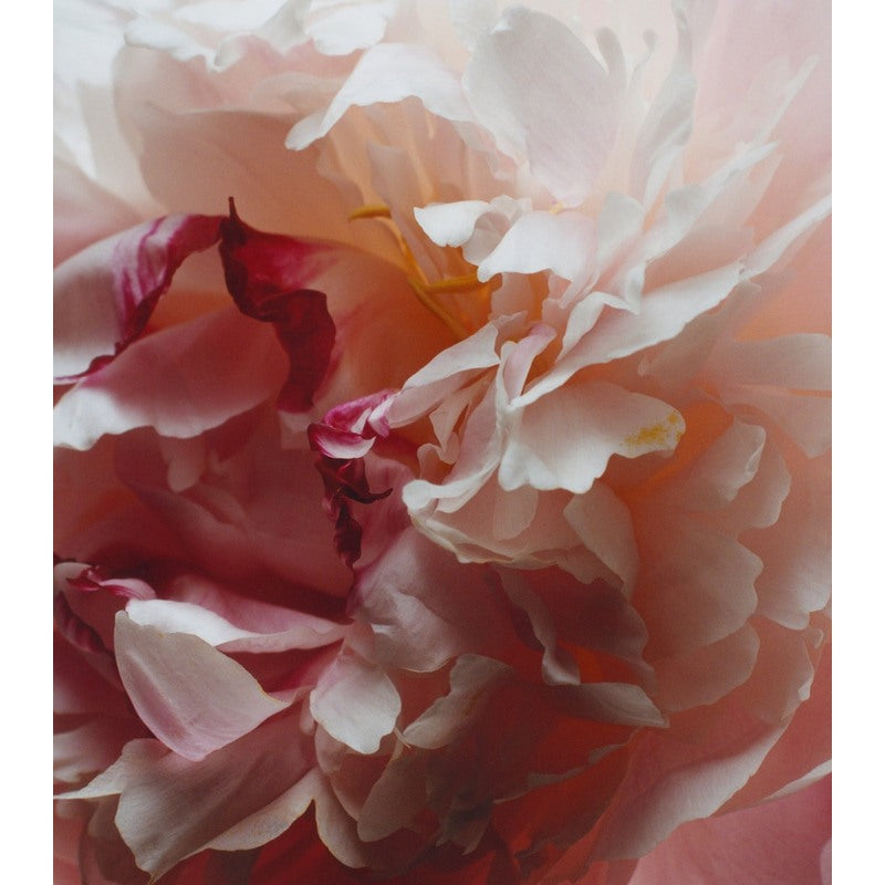 Vela Peony & Blush Suede 600g - Mercado de Luxo - O Maior E-Commerce de Bens, Produtos e Serviços de Luxo do Brasil.