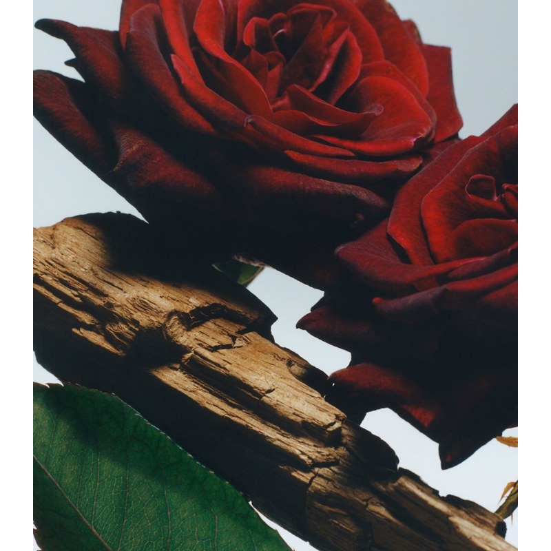 Vela Velvet Rose & Oud 600g - Mercado de Luxo - O Maior E-Commerce de Bens, Produtos e Serviços de Luxo do Brasil.