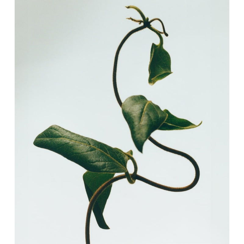 Vela Honeysuckle 170g - Mercado de Luxo - O Maior E-Commerce de Bens, Produtos e Serviços de Luxo do Brasil.