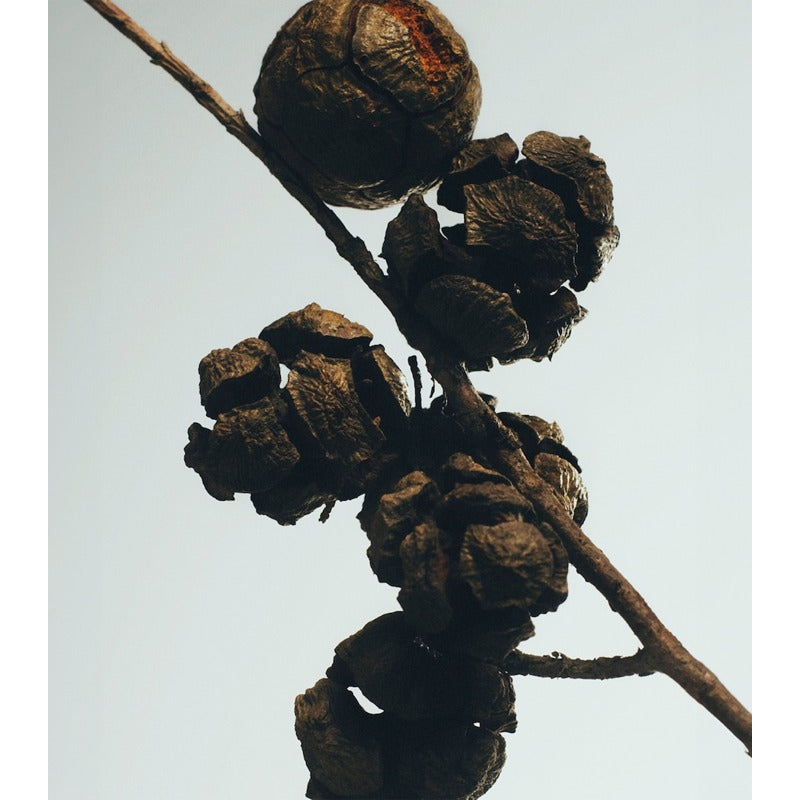 Vela Cypress Balls 170g - Mercado de Luxo - O Maior E-Commerce de Bens, Produtos e Serviços de Luxo do Brasil.