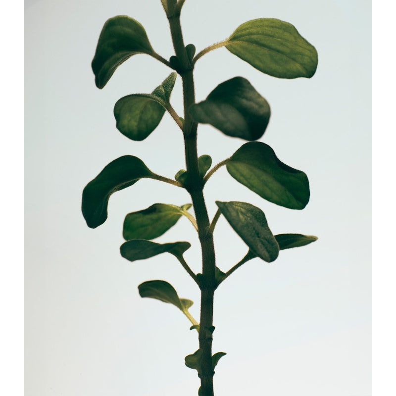 Vela Small Oregano 170g - Mercado de Luxo - O Maior E-Commerce de Bens, Produtos e Serviços de Luxo do Brasil.