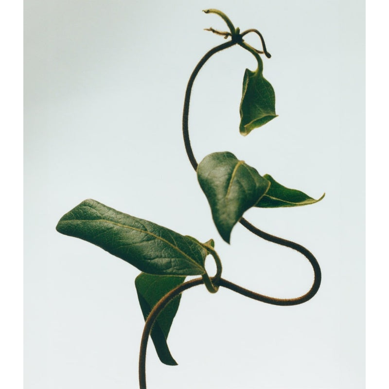 Vela Honeysuckle Chandelier 330g - Mercado de Luxo - O Maior E-Commerce de Bens, Produtos e Serviços de Luxo do Brasil.