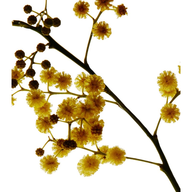 Vela Mimosa 170g - Mercado de Luxo - O Maior E-Commerce de Bens, Produtos e Serviços de Luxo do Brasil.