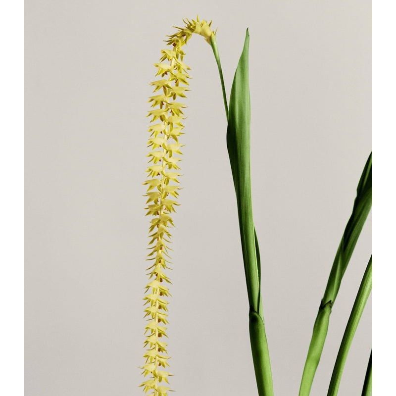 Vela Dendrochilum Orchid 170g - Mercado de Luxo - O Maior E-Commerce de Bens, Produtos e Serviços de Luxo do Brasil.