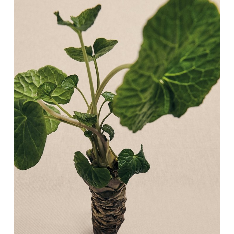 Vela Medium Wasabi 610g - Mercado de Luxo - O Maior E-Commerce de Bens, Produtos e Serviços de Luxo do Brasil.