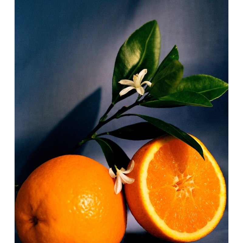 Vela Medium Orange Blossom 1.5kg - Mercado de Luxo - O Maior E-Commerce de Bens, Produtos e Serviços de Luxo do Brasil.