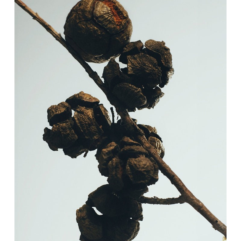 Vela Cypress Balls 610g - Mercado de Luxo - O Maior E-Commerce de Bens, Produtos e Serviços de Luxo do Brasil.