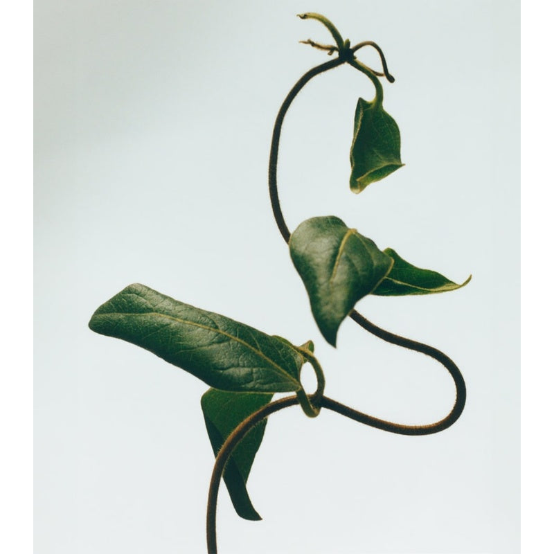 Vela Honeysuckle 610g - Mercado de Luxo - O Maior E-Commerce de Bens, Produtos e Serviços de Luxo do Brasil.