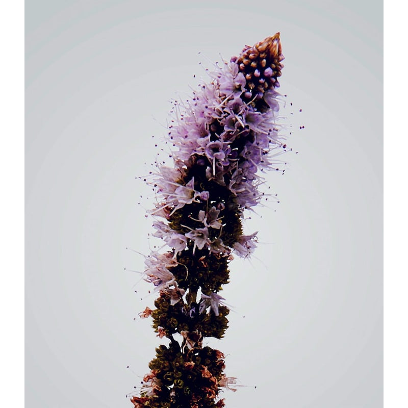 Vela Verbena Outdoor 900g - Mercado de Luxo - O Maior E-Commerce de Bens, Produtos e Serviços de Luxo do Brasil.