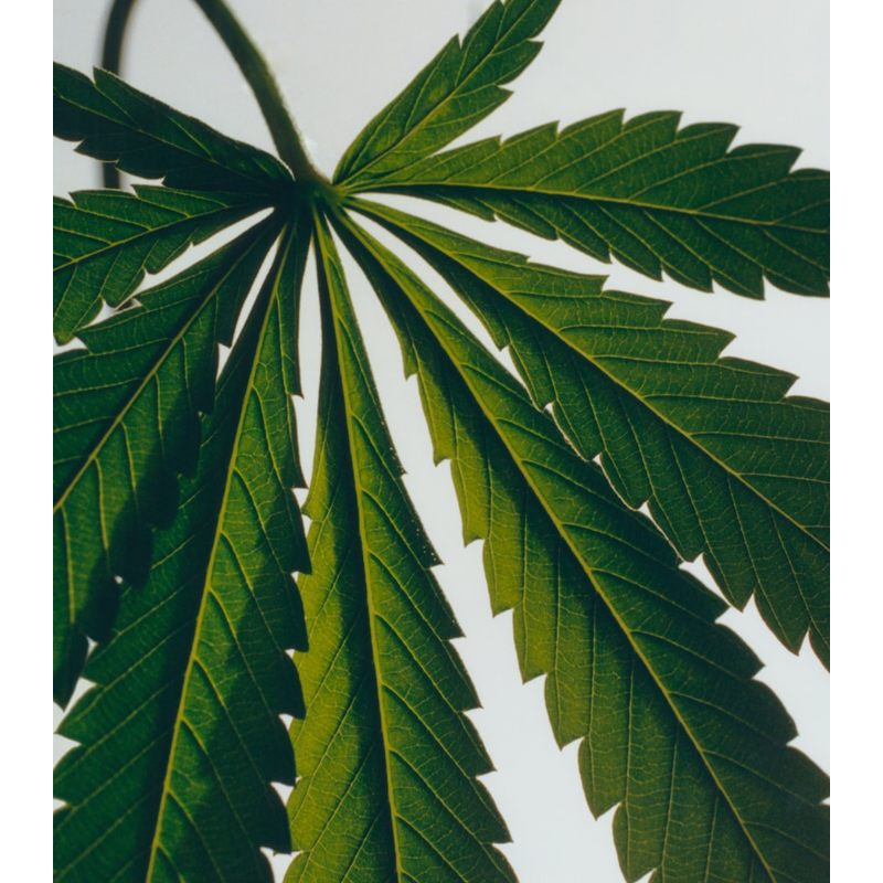 Sabonete Marihuana Set 2 x 125ml - Mercado de Luxo - O Maior E-Commerce de Bens, Produtos e Serviços de Luxo do Brasil.