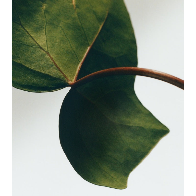 Sabonete Ivy Set 2 x 125ml - Mercado de Luxo - O Maior E-Commerce de Bens, Produtos e Serviços de Luxo do Brasil.