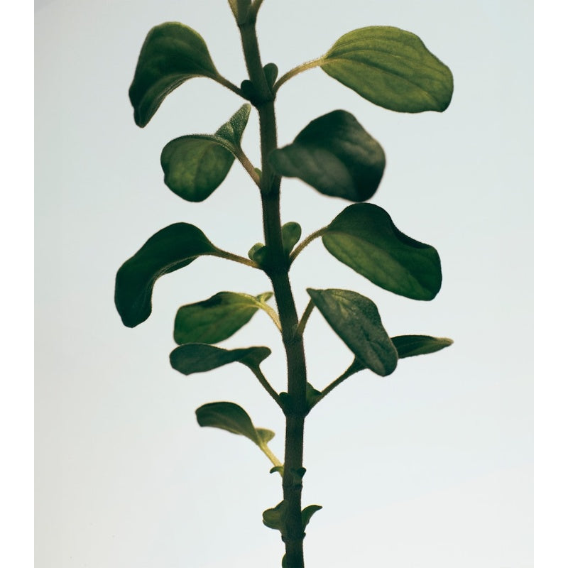 Sabonete Oregano Set 2 x 125ml - Mercado de Luxo - O Maior E-Commerce de Bens, Produtos e Serviços de Luxo do Brasil.