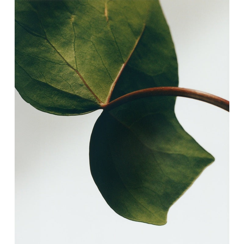 Sabonete Ivy 290g - Mercado de Luxo - O Maior E-Commerce de Bens, Produtos e Serviços de Luxo do Brasil.