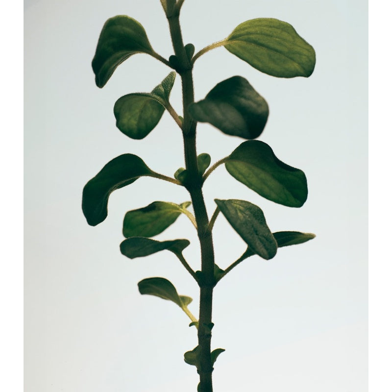 Sabonete Oregano 290g - Mercado de Luxo - O Maior E-Commerce de Bens, Produtos e Serviços de Luxo do Brasil.