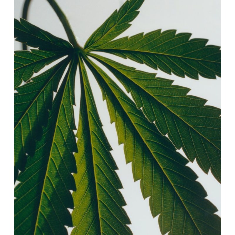 Sabonete Scent of Marihuana 290g - Mercado de Luxo - O Maior E-Commerce de Bens, Produtos e Serviços de Luxo do Brasil.