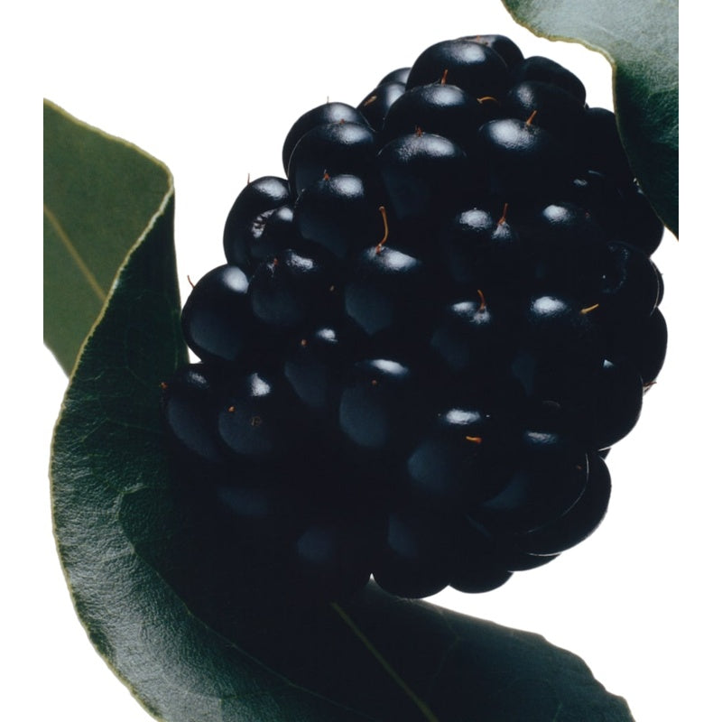 Sabonete Blackberry & Bay 100g - Mercado de Luxo - O Maior E-Commerce de Bens, Produtos e Serviços de Luxo do Brasil.