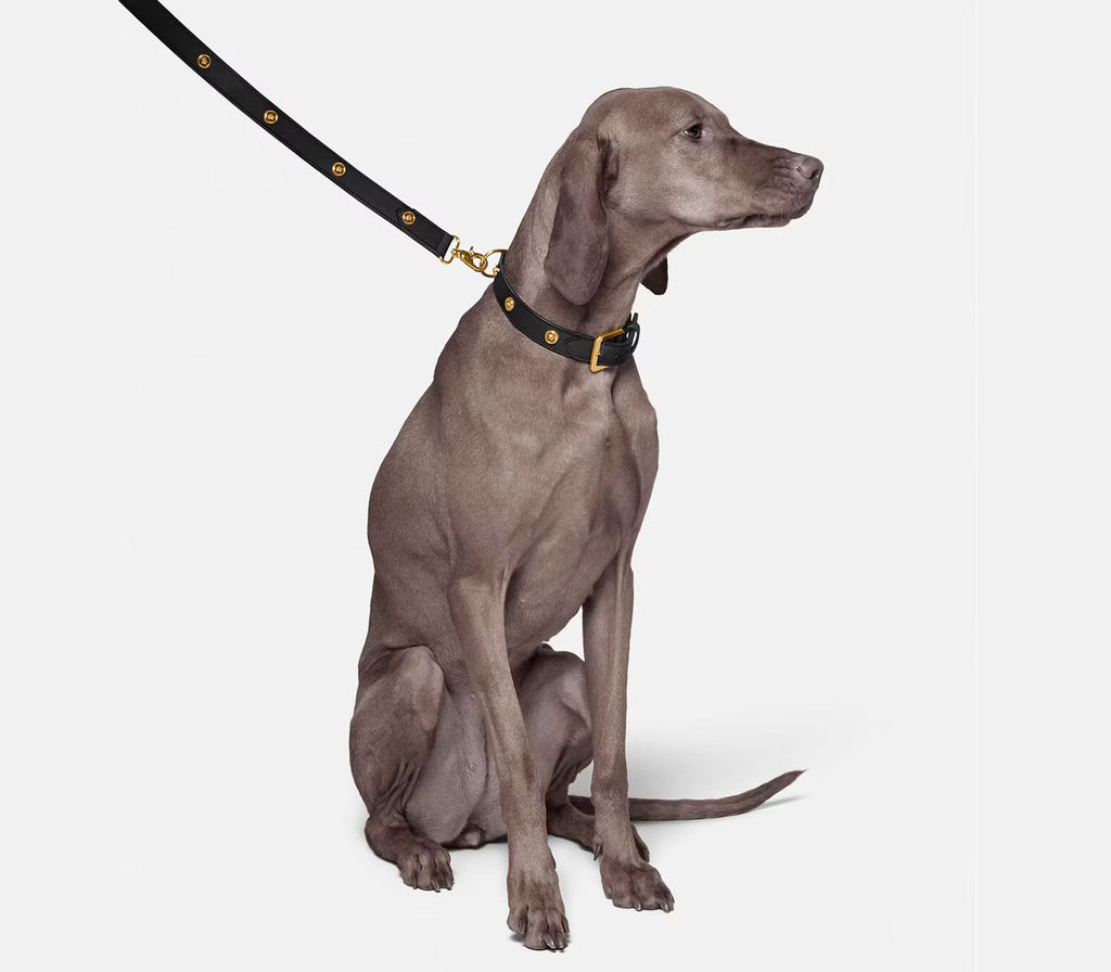 Guia de Coleira para Pet Grande Ícone - Mercado de Luxo - O Maior E-Commerce de Bens, Produtos e Serviços de Luxo do Brasil.