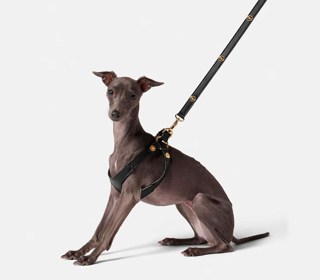 Guia de Coleira para Pet Pequena Ícone - Mercado de Luxo - O Maior E-Commerce de Bens, Produtos e Serviços de Luxo do Brasil.