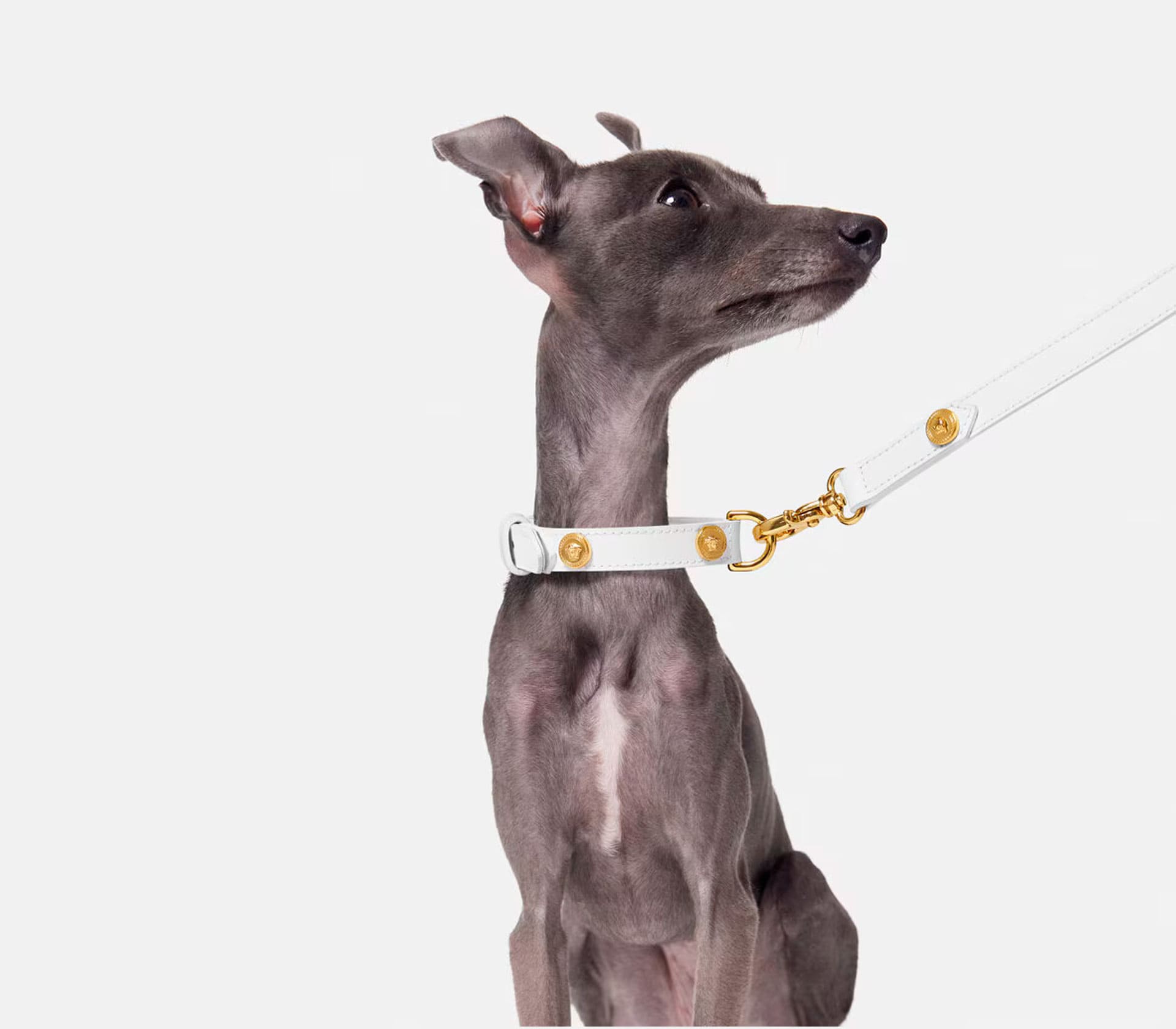 Guia de Coleira para Pet Pequena Ícone - Branca - Mercado de Luxo - O Maior E-Commerce de Bens, Produtos e Serviços de Luxo do Brasil.