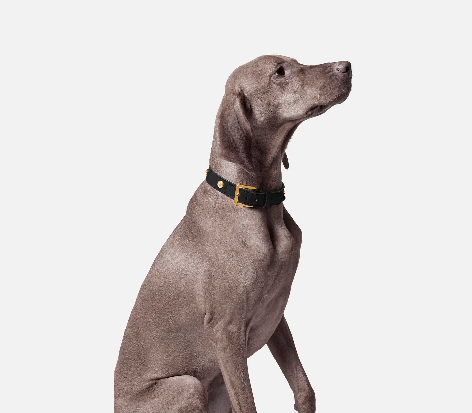Coleira para Pet Grande Ícone - Mercado de Luxo - O Maior E-Commerce de Bens, Produtos e Serviços de Luxo do Brasil.