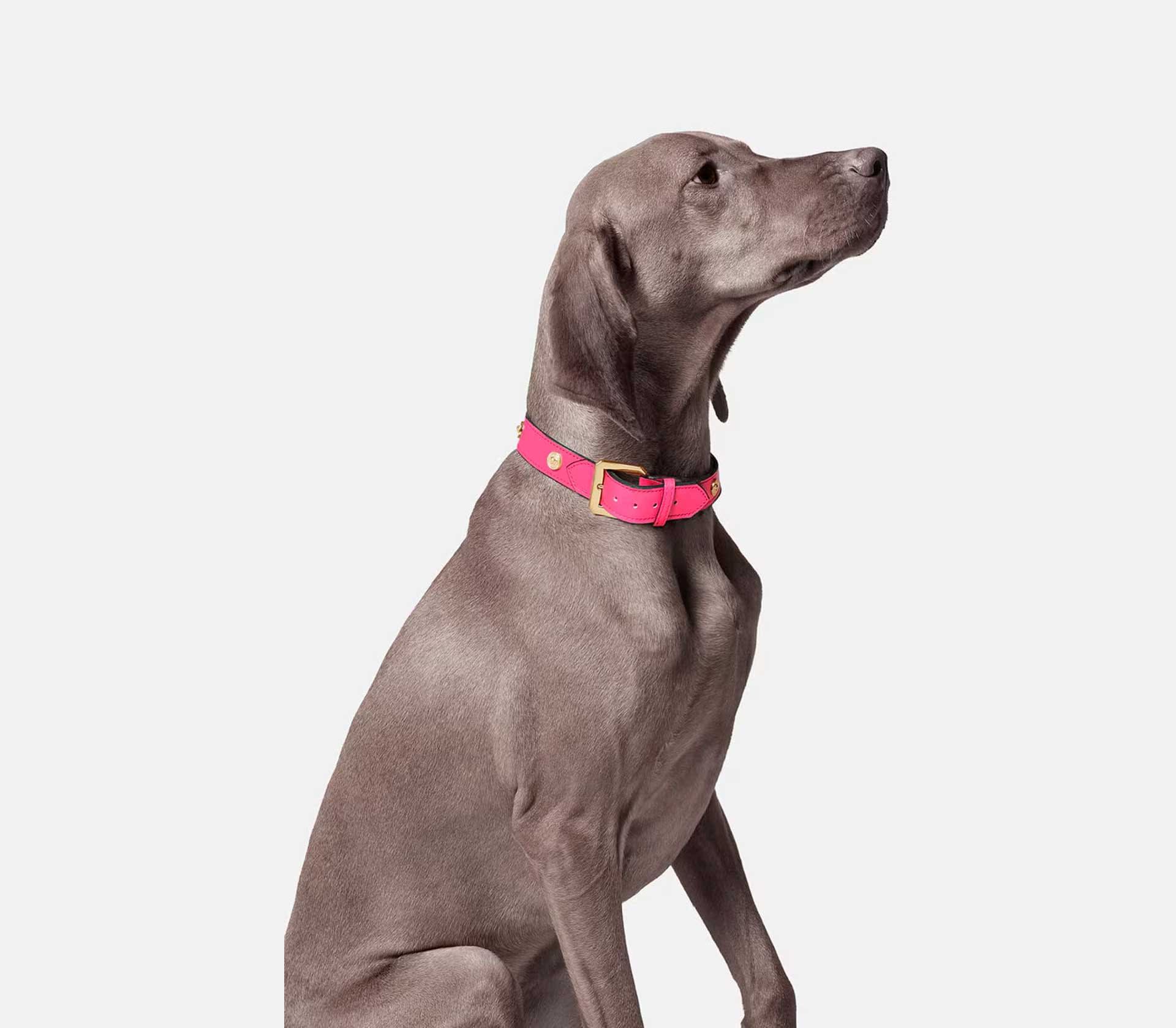 Coleira para Pet Grande Ícone - Rosa - Mercado de Luxo - O Maior E-Commerce de Bens, Produtos e Serviços de Luxo do Brasil.