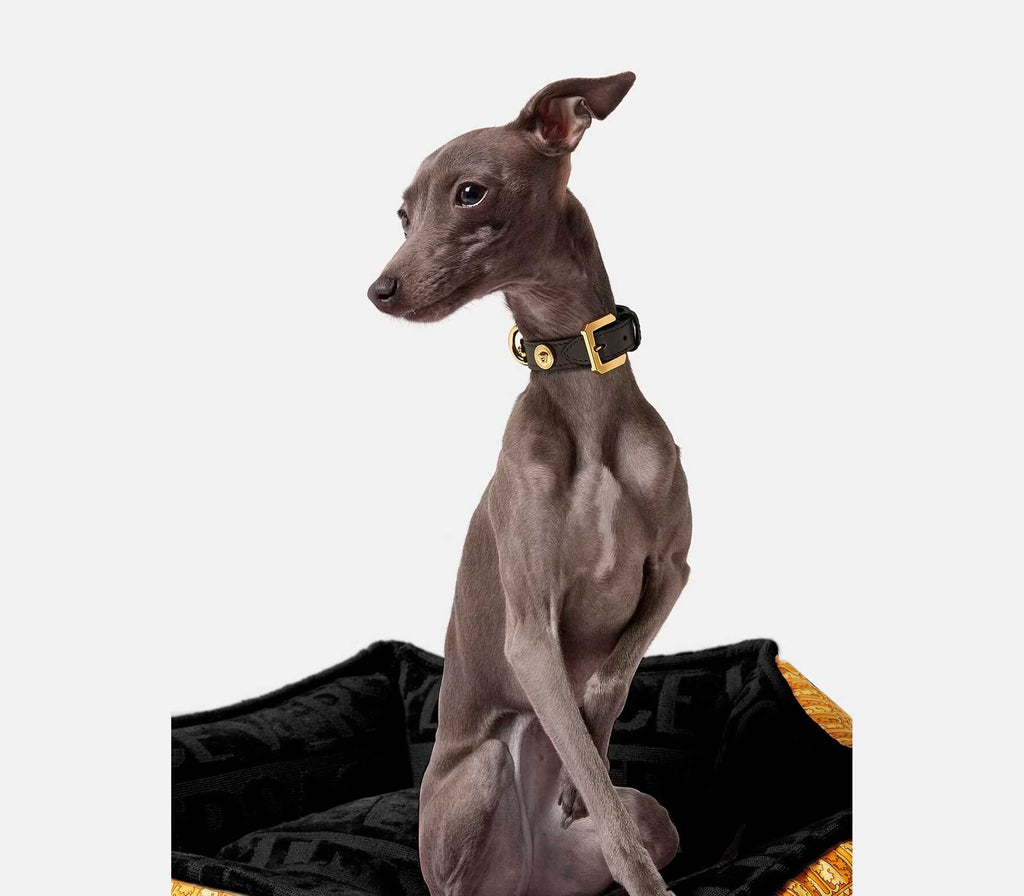 Coleira para Pet Pequena Ícone - Mercado de Luxo - O Maior E-Commerce de Bens, Produtos e Serviços de Luxo do Brasil.