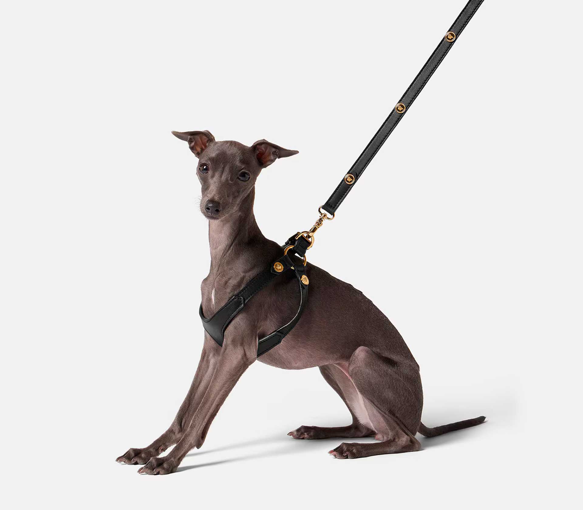 Coleira de Peito para Pet Ícone M - Mercado de Luxo - O Maior E-Commerce de Bens, Produtos e Serviços de Luxo do Brasil.