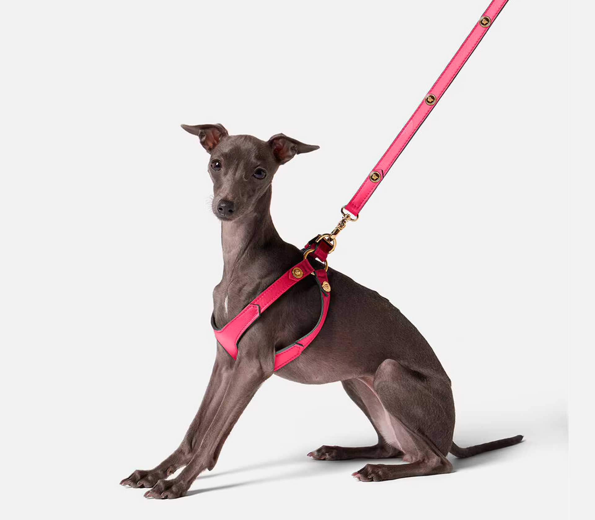 Coleira de Peito para Pet Ícone M - Rosa - Mercado de Luxo - O Maior E-Commerce de Bens, Produtos e Serviços de Luxo do Brasil.
