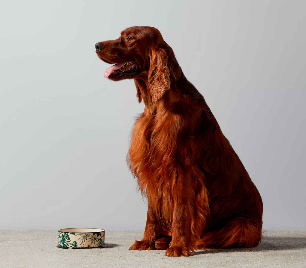 Tigela em Porcelana com Estampa de Herbário - Verde - Mercado de Luxo - O Maior E-Commerce de Bens, Produtos e Serviços de Luxo do Brasil.