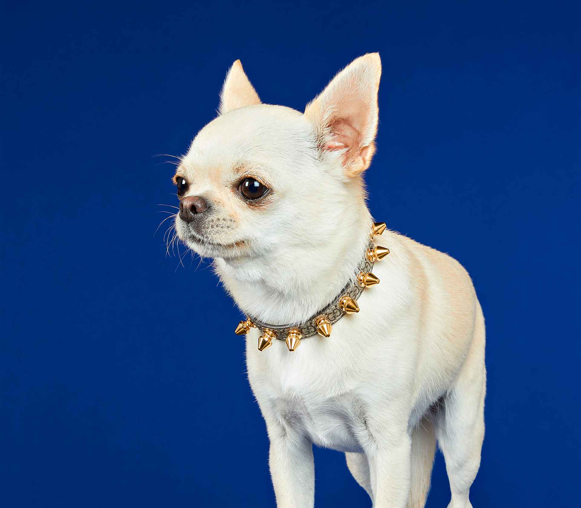 Coleira para Pet de Pequeno Porte - Pregos - Mercado de Luxo - O Maior E-Commerce de Bens, Produtos e Serviços de Luxo do Brasil.