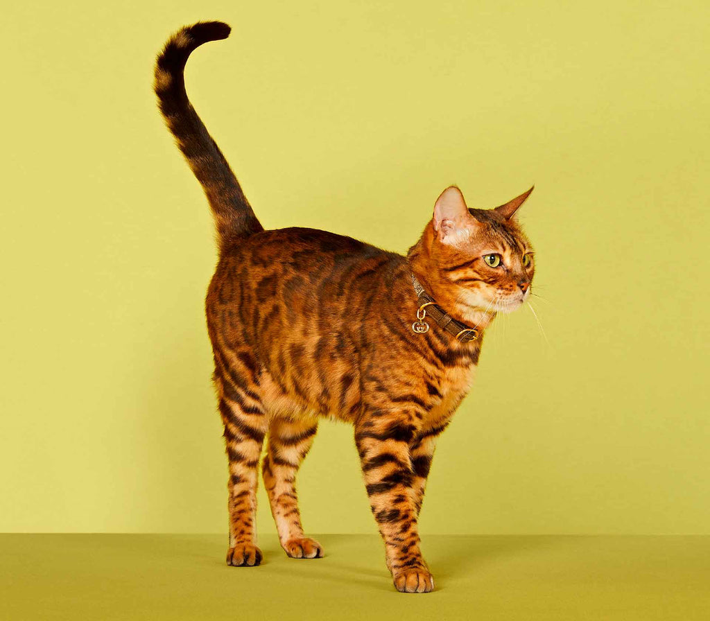 Coleira para Pet de Pequeno Porte - Tradicional - Mercado de Luxo - O Maior E-Commerce de Bens, Produtos e Serviços de Luxo do Brasil.