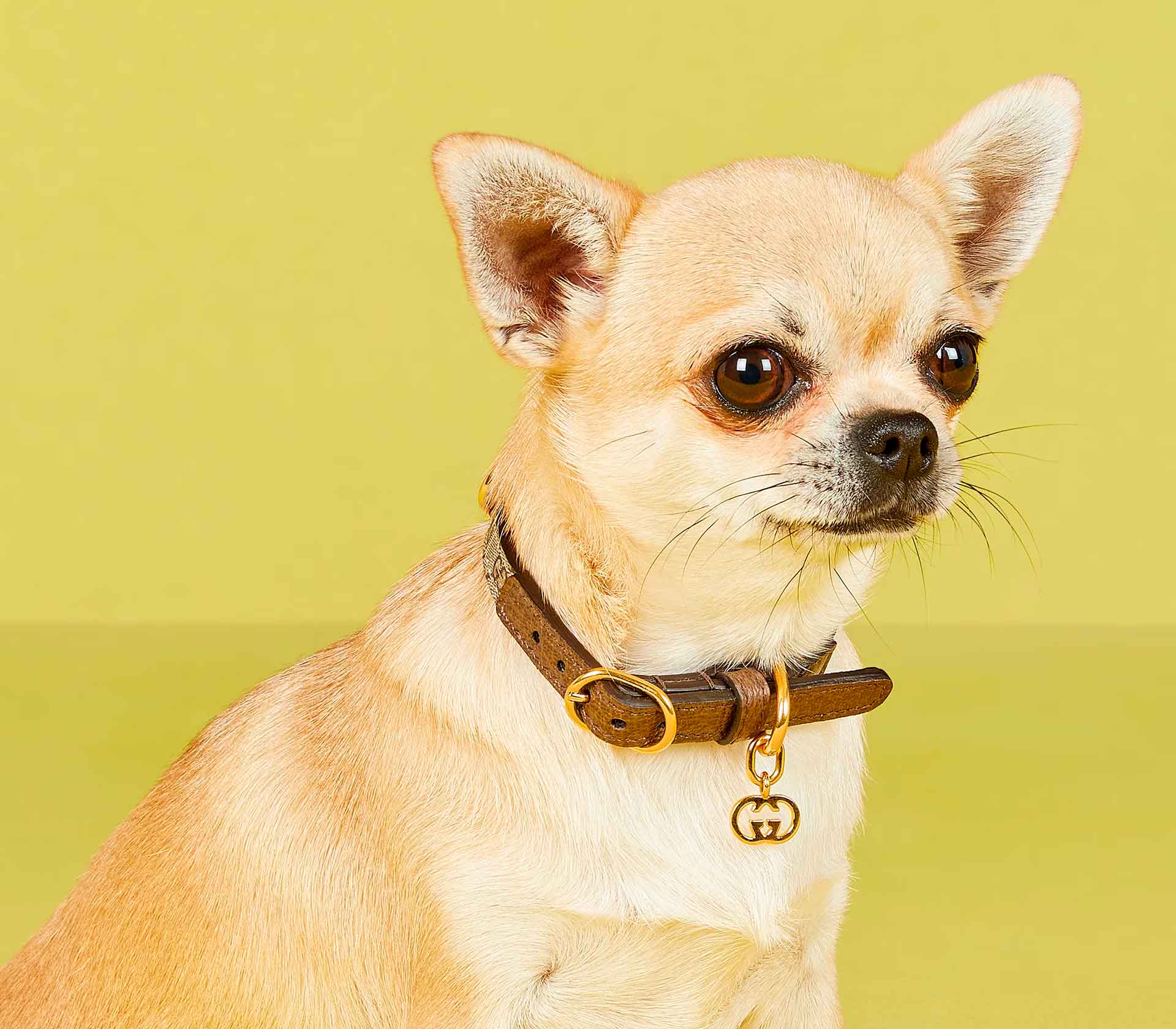 Coleira para Pet de Pequeno Porte - Tradicional - Mercado de Luxo - O Maior E-Commerce de Bens, Produtos e Serviços de Luxo do Brasil.