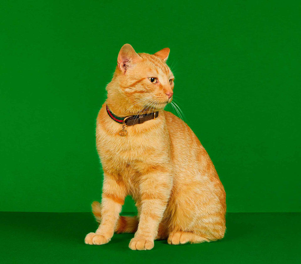 Coleira para Pet de Pequeno Porte - Web - Mercado de Luxo - O Maior E-Commerce de Bens, Produtos e Serviços de Luxo do Brasil.
