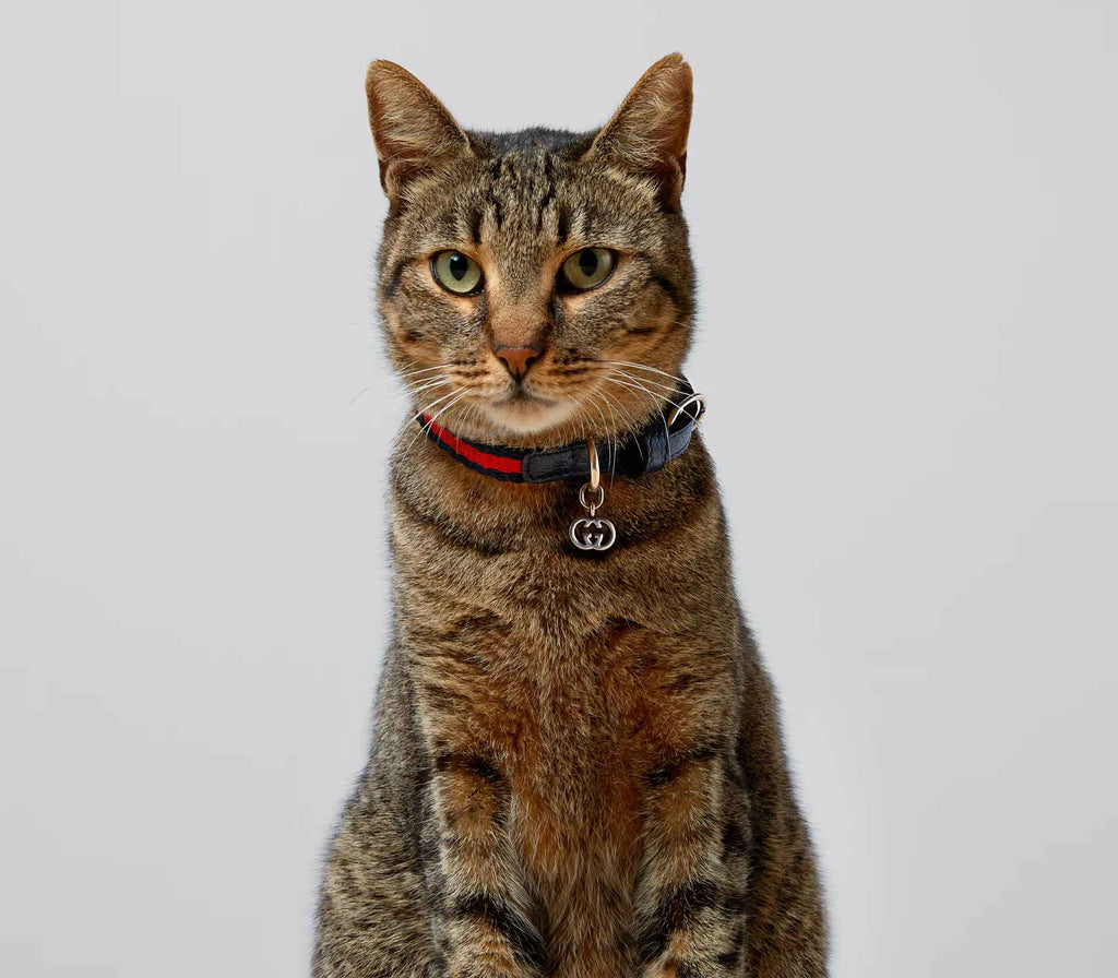 Coleira para Pet de Pequeno Porte - Web Azul - Mercado de Luxo - O Maior E-Commerce de Bens, Produtos e Serviços de Luxo do Brasil.