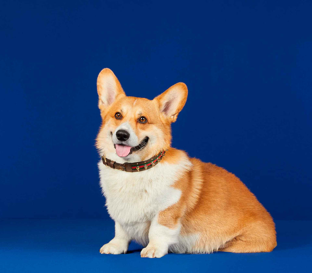 Coleira para Pet de Porte - Pregos - Mercado de Luxo - O Maior E-Commerce de Bens, Produtos e Serviços de Luxo do Brasil.