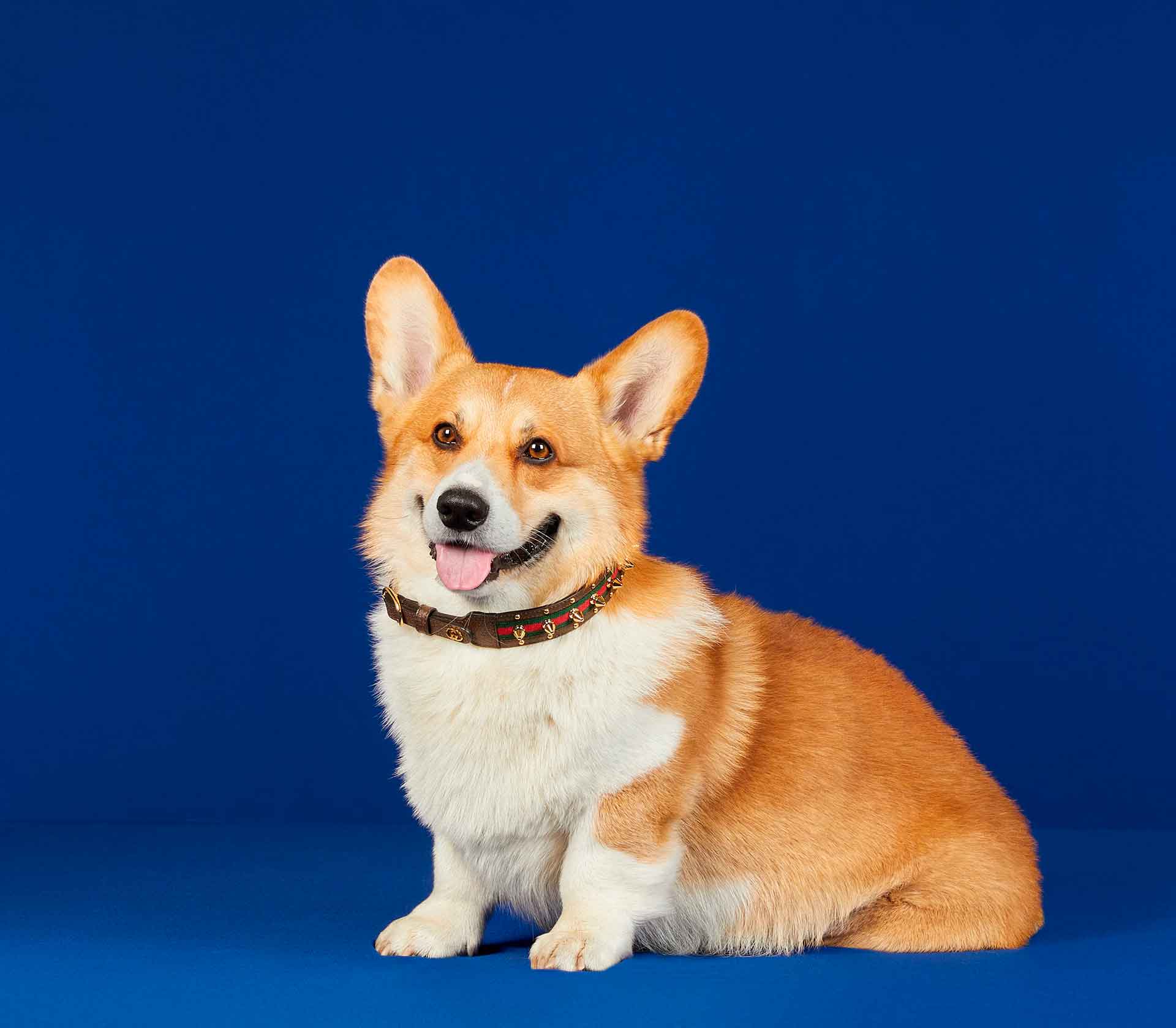 Coleira para Pet de Porte - Pregos - Mercado de Luxo - O Maior E-Commerce de Bens, Produtos e Serviços de Luxo do Brasil.