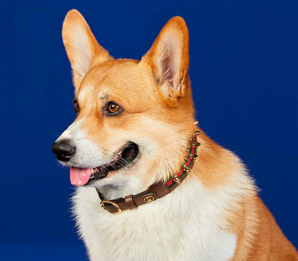 Coleira para Pet de Porte - Pregos - Mercado de Luxo - O Maior E-Commerce de Bens, Produtos e Serviços de Luxo do Brasil.