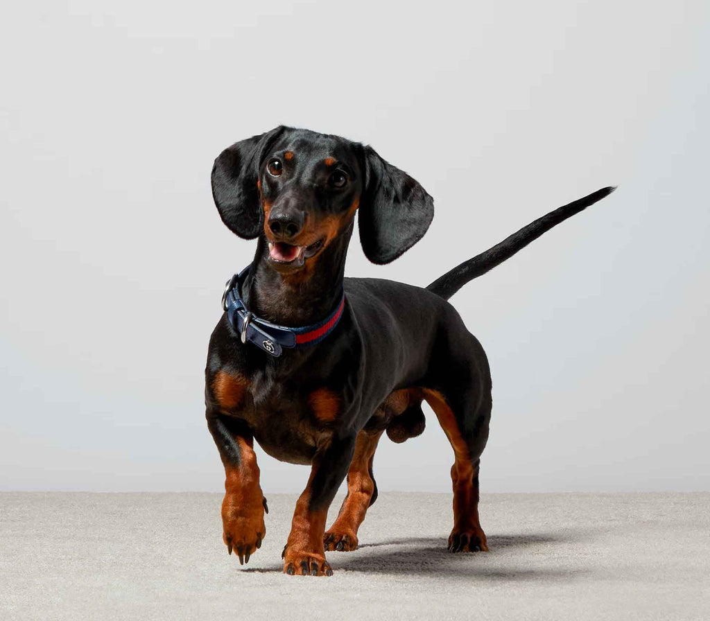 Coleira para Pet de Porte - Web Azul - Mercado de Luxo - O Maior E-Commerce de Bens, Produtos e Serviços de Luxo do Brasil.