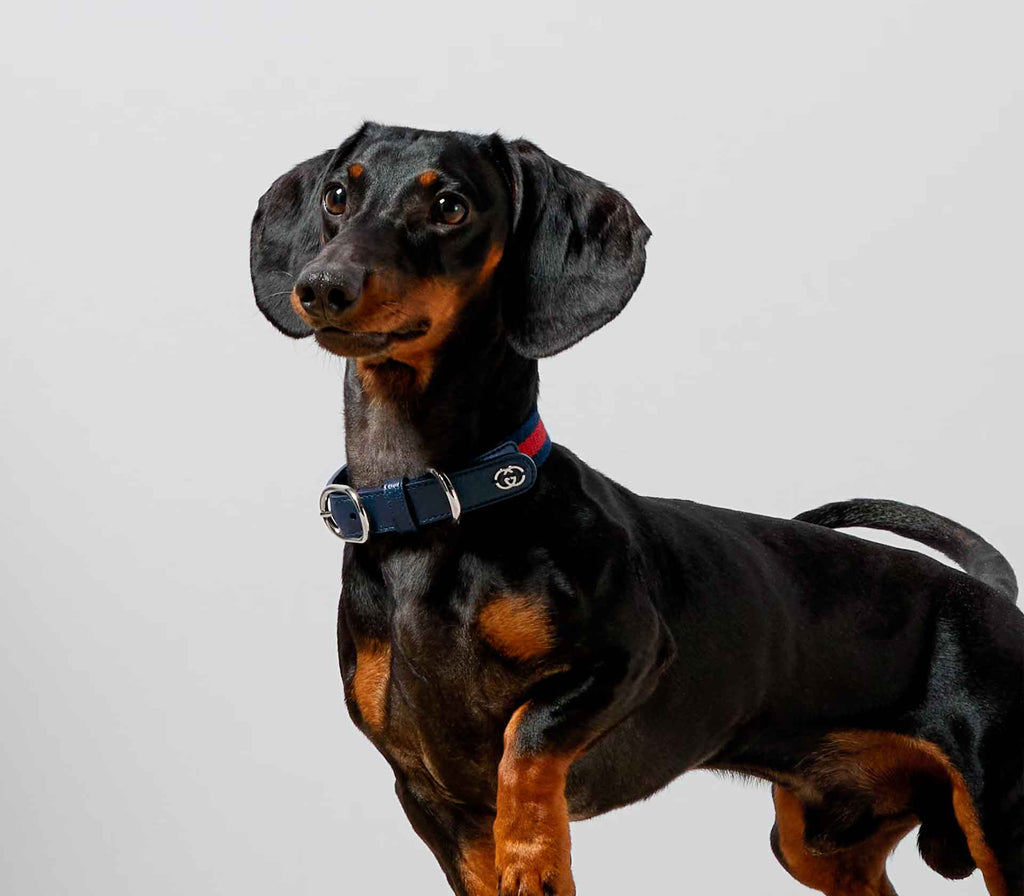Coleira para Pet de Porte - Web Azul - Mercado de Luxo - O Maior E-Commerce de Bens, Produtos e Serviços de Luxo do Brasil.