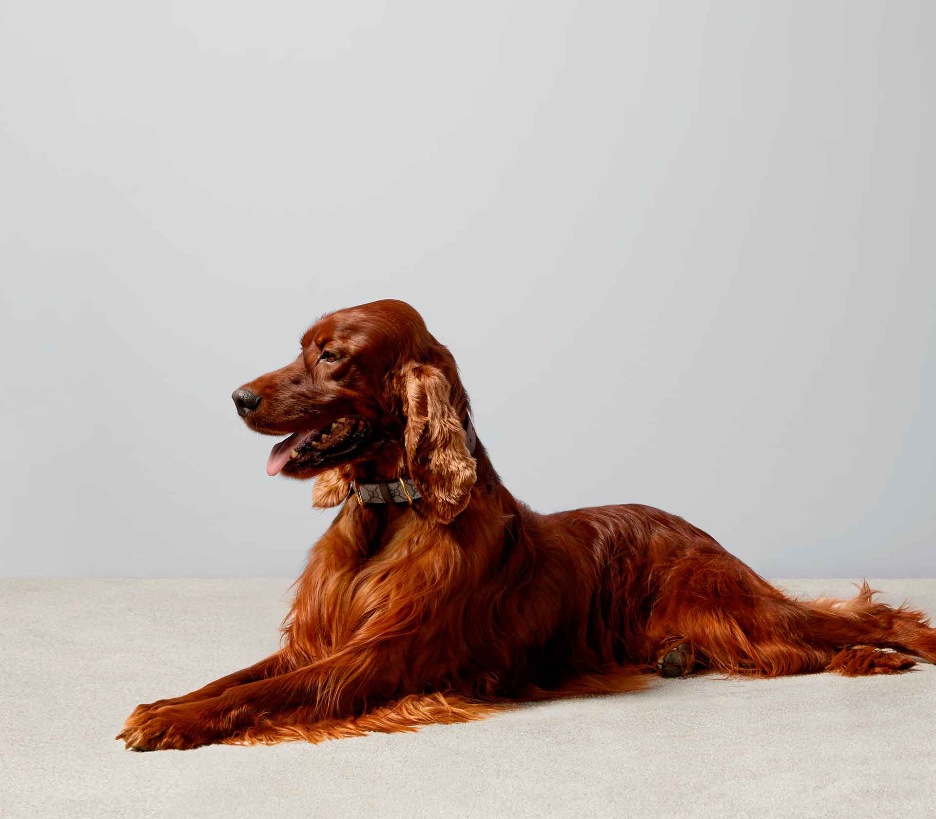 Coleira para Pet de Porte - Tradicional - Mercado de Luxo - O Maior E-Commerce de Bens, Produtos e Serviços de Luxo do Brasil.