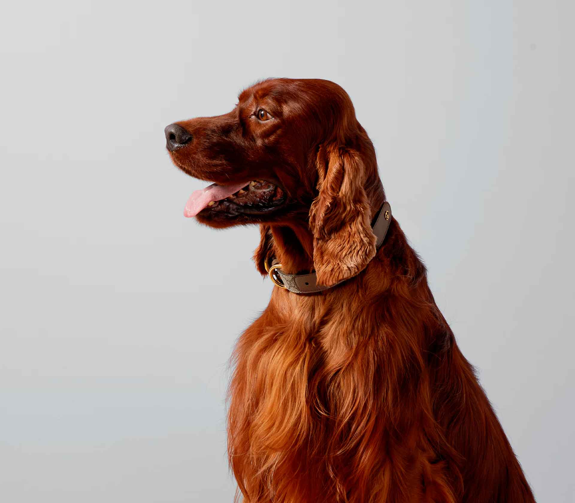 Coleira para Pet de Porte - Tradicional - Mercado de Luxo - O Maior E-Commerce de Bens, Produtos e Serviços de Luxo do Brasil.